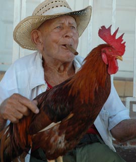 local with his rooster